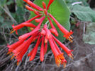 Arizona Honeysuckle Lonicera arizonica red orange flowers vine Arizona mountain forest Jacks Canyon AZ Places