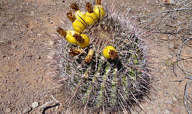 Barrel Cactus Ferocactus wislizeni fruit flowers Sonoran Desert Arizona