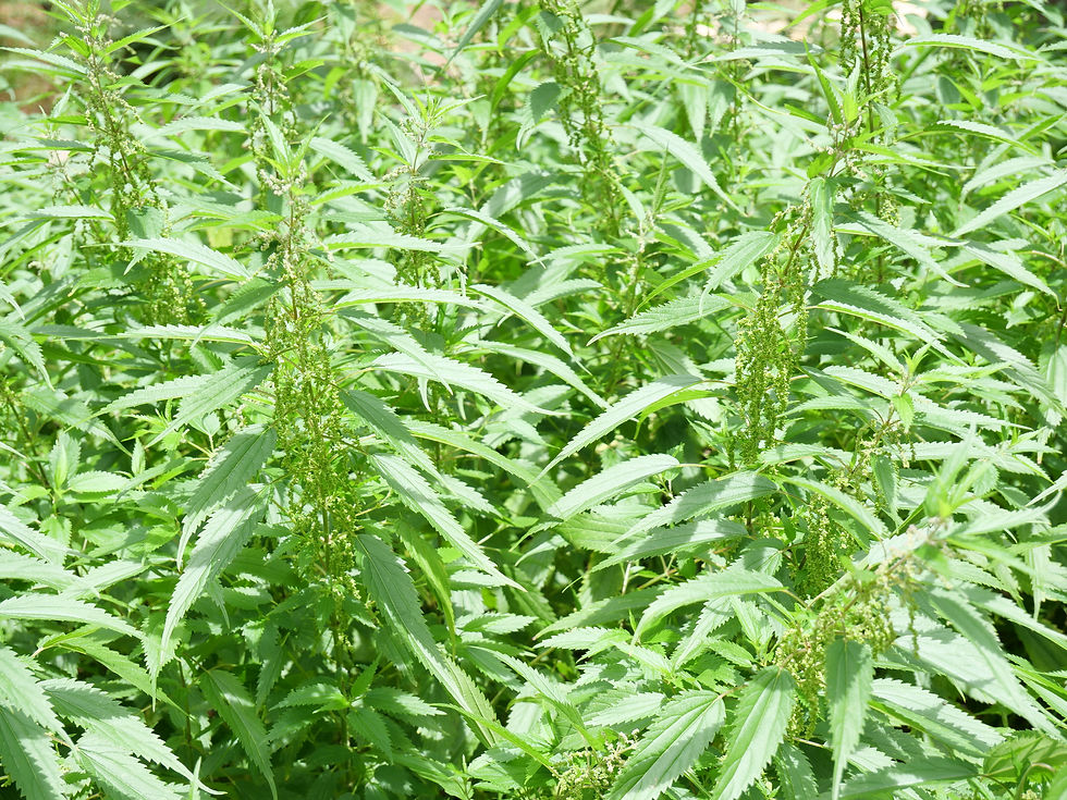20230820_MtGraham_Plants_Y.JPG
