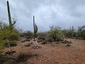 Silver Bell Cemetery, Ironwood Forest National Monument, Arizona