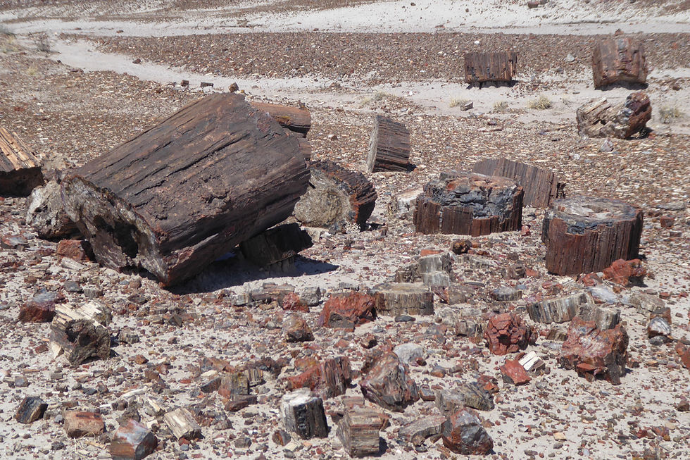 Petrified Forest National Park