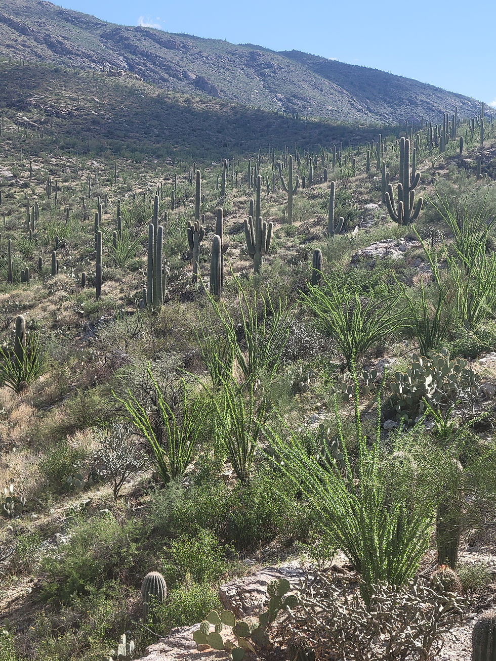 20250928_SaguaroNationalPark_E.jpg