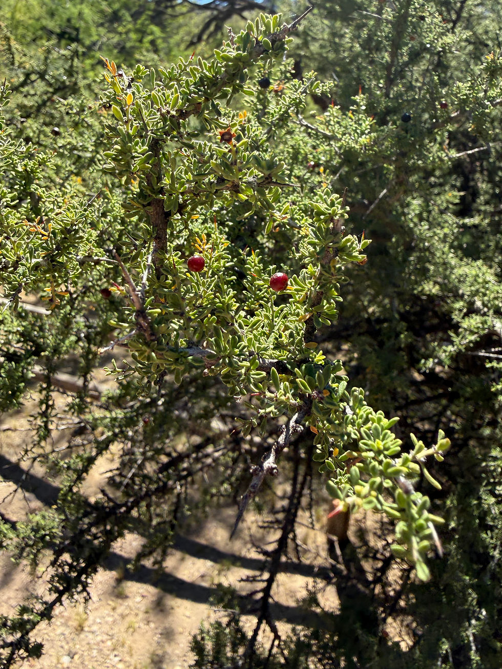 20260321_BoyceArboretum_Plant_B.JPG