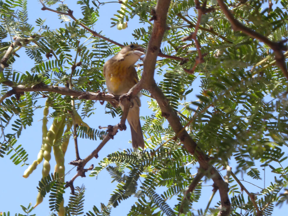 20190901_Canyon_Lake_Bird_edited.jpg