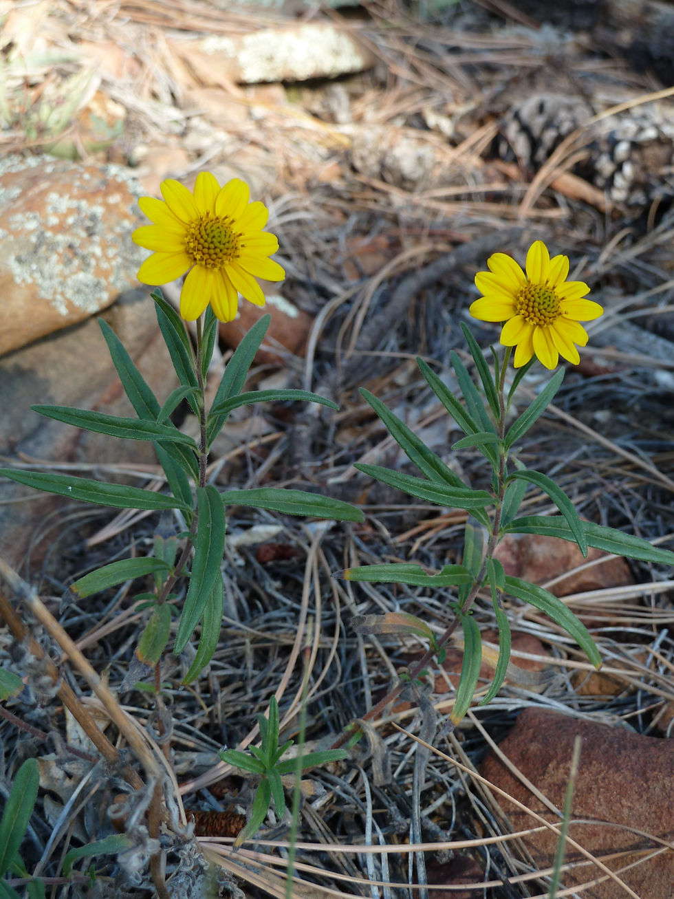 20111002_MogollonRim FR608_Flower_Yellow_B.JPG
