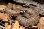 Arizona Ridge-Nosed Rattlesnake
