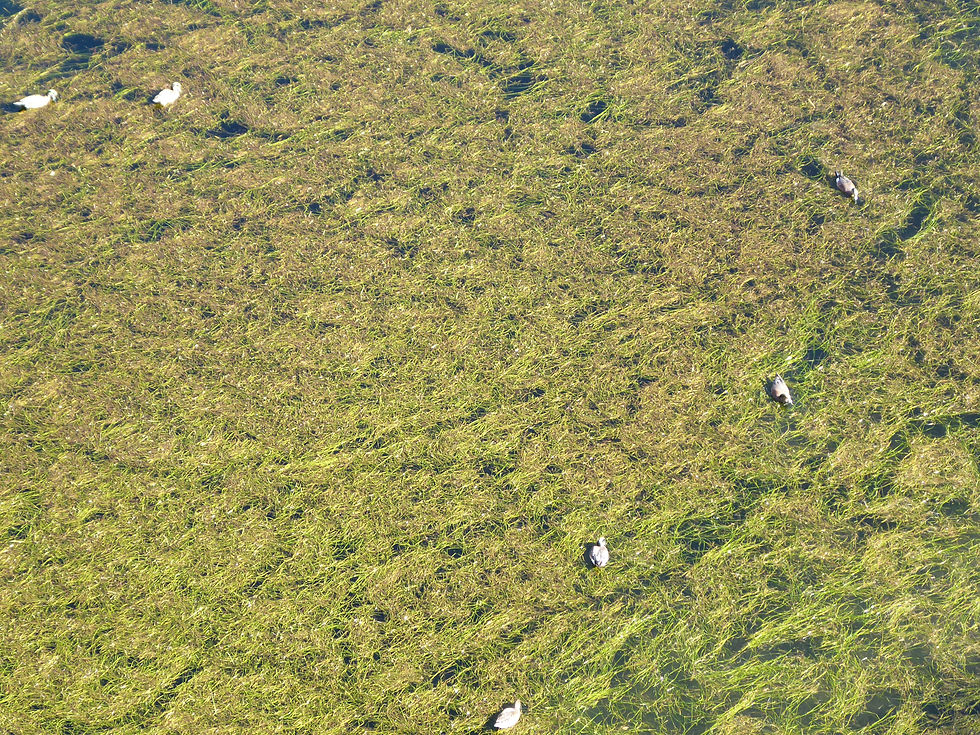 20201214_MontezumaWell_water_A.JPG