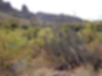20201231_Hike_AlamoCanyon_R.JPG