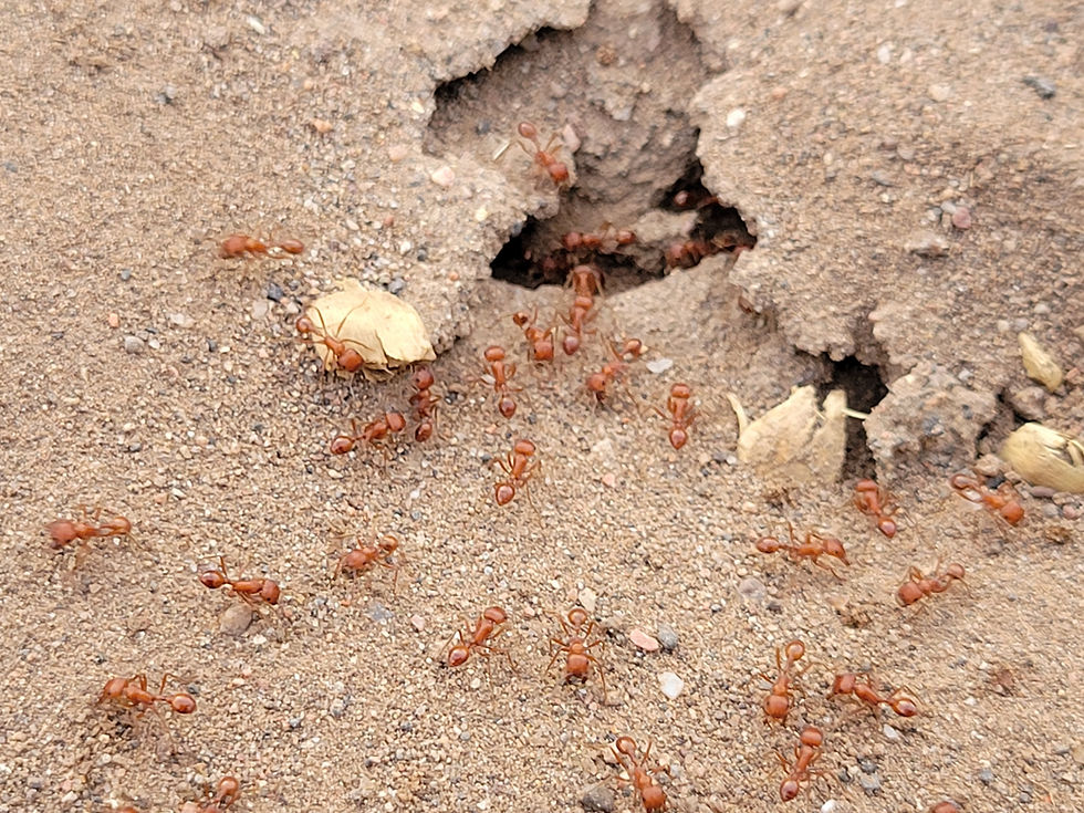 20250209_VerdeRiver_Ants_B.jpg