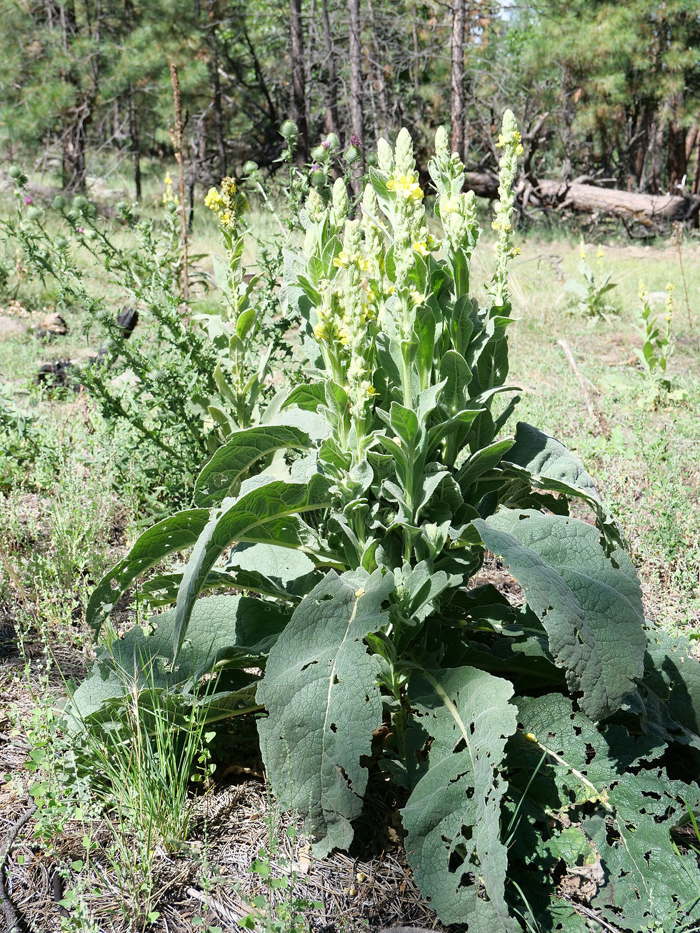 P1043748.JPG