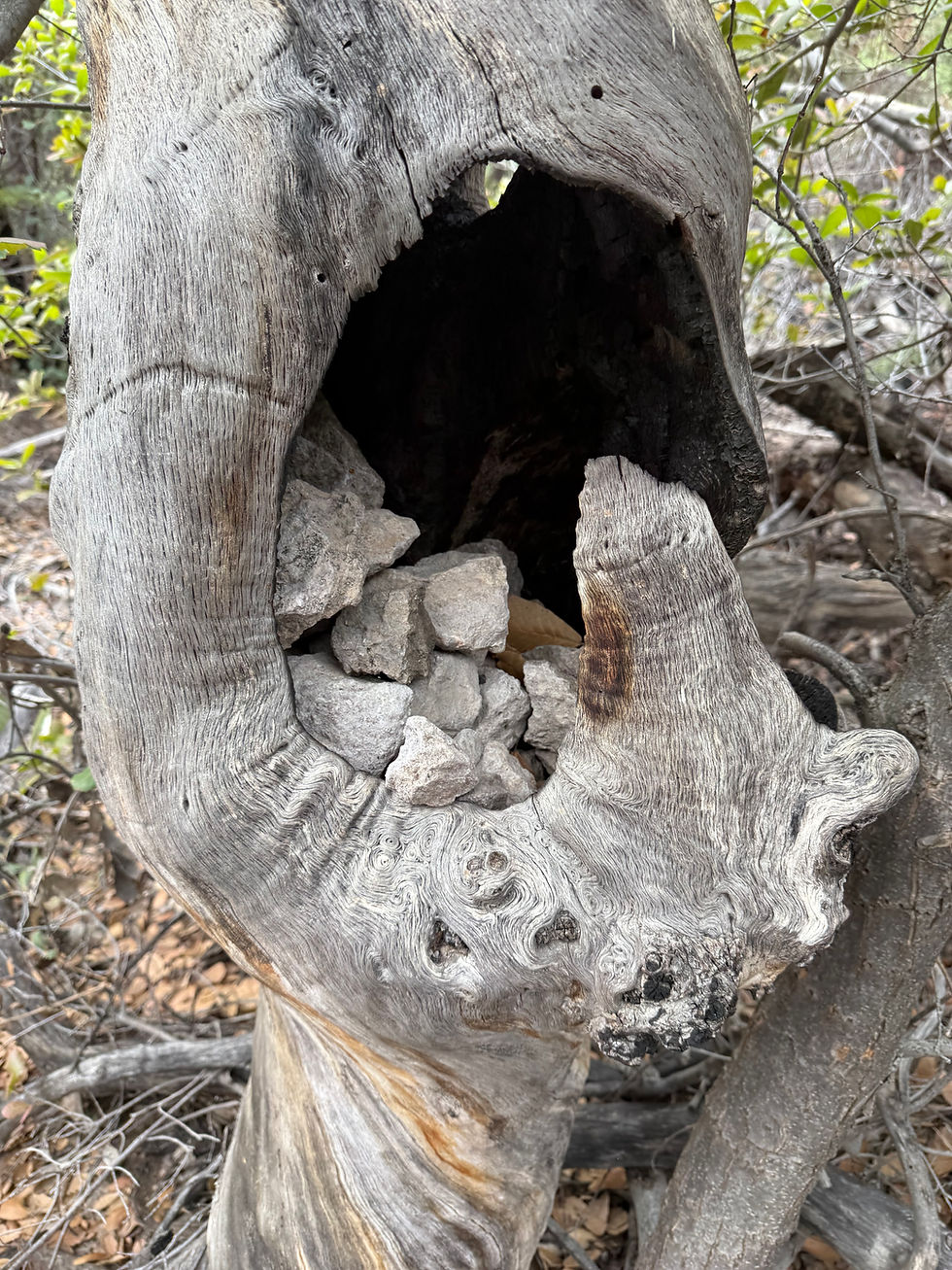 20260503_ChiracachuaNM_Tree_Rocks.JPG