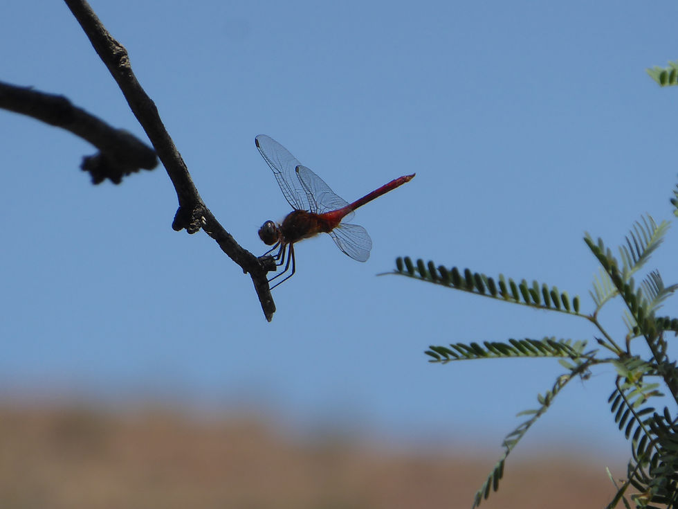20190901_Canyon_Lake_DragonFly_B_edited.jpg