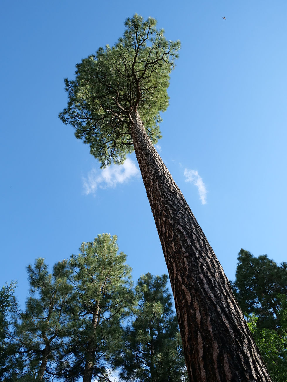 20250708_BlackCanyonLake_Tree.JPG