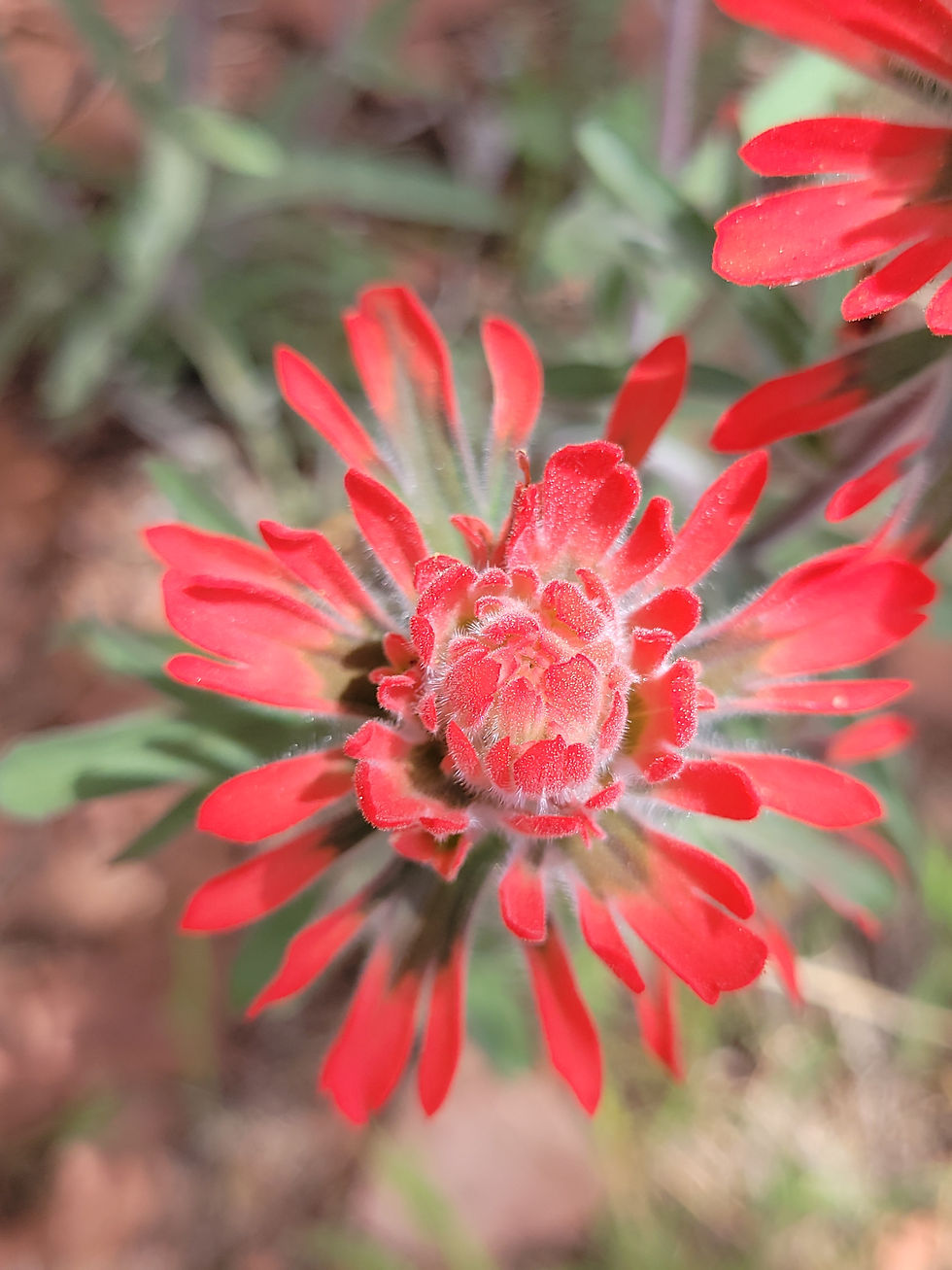 20230412_PalatkiHeritageSite_Flowers_B.jpg