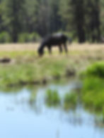 20180627_Sheepdog_WestForkAZ_Horse_A.JPG
