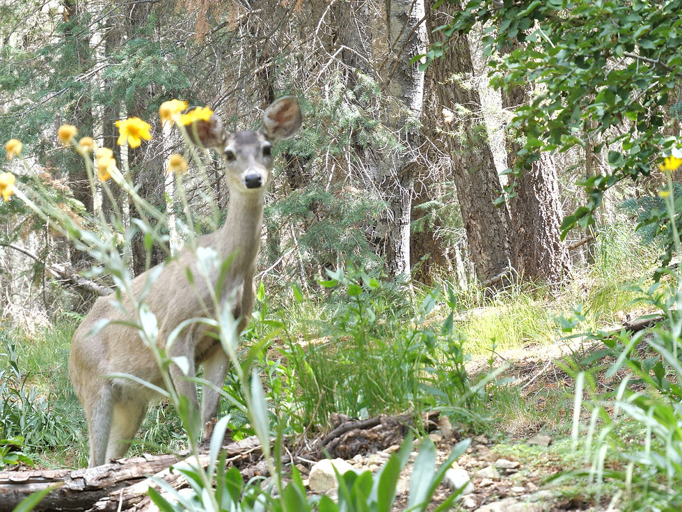 20230819_MtGraham_Deer_A.jpg