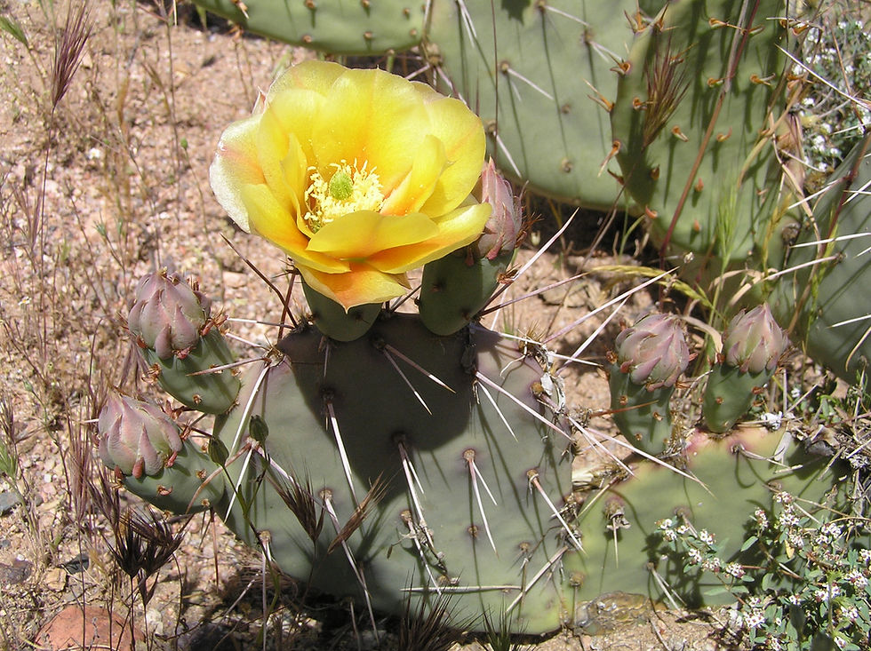 20101418_Sycamore_Creek_Desert_Cactus_C.JPG