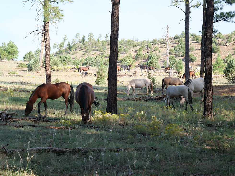 20240905_FSRD124_WildHorses_F.JPG