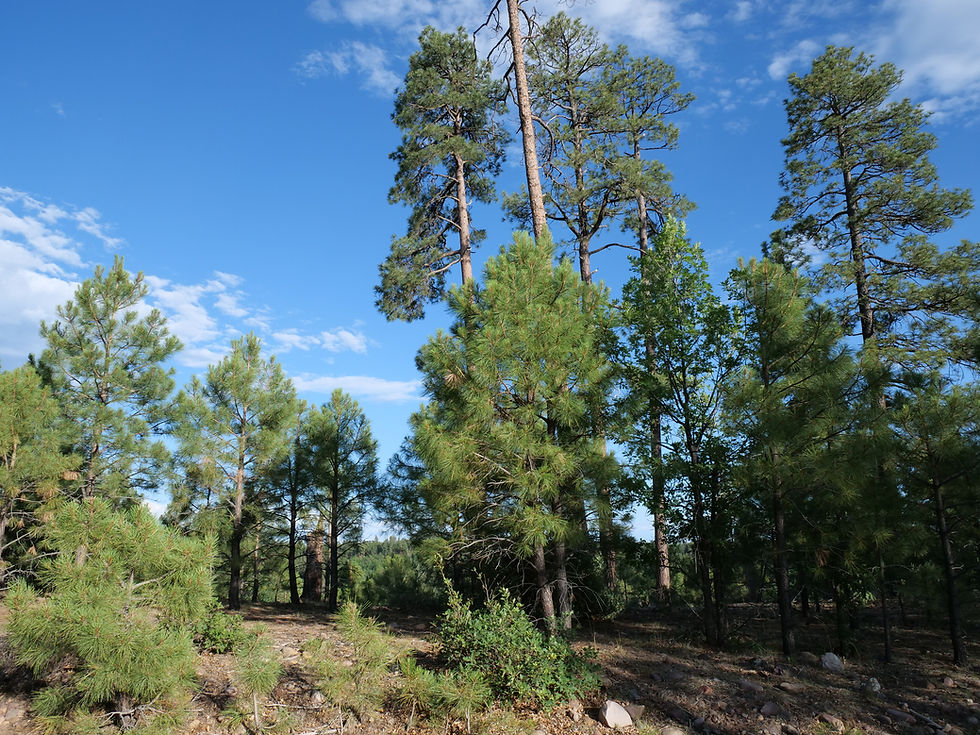 20250708_BlackCanyonLake_Forest_B.JPG