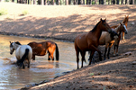 Wild Horse