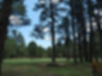 20220801_MogollonRim_Forest_A.JPG
