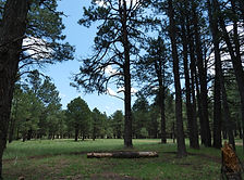 Mogollon Rim, Arizona
