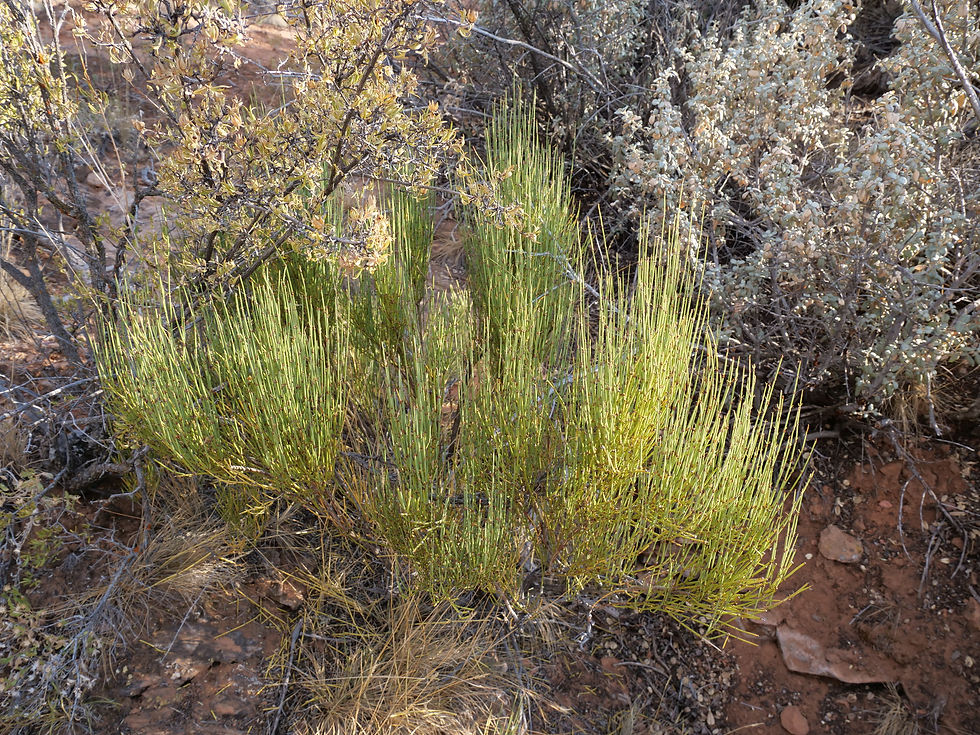 20250906_NavajoNM_Plant_MormonTea.JPG