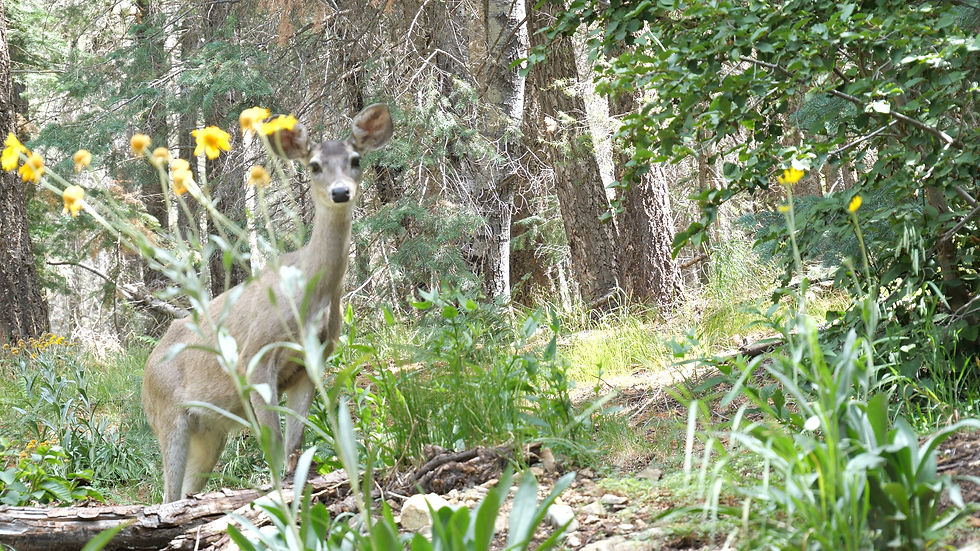 deer.jpg