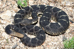 Arizona Black Rattlesnake