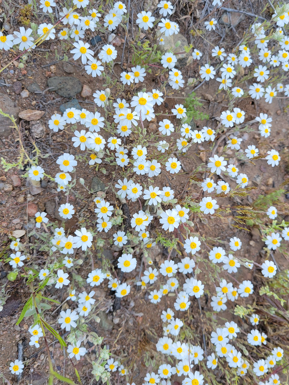 20230415_Sycamore_Creek_Flowers_B.jpg