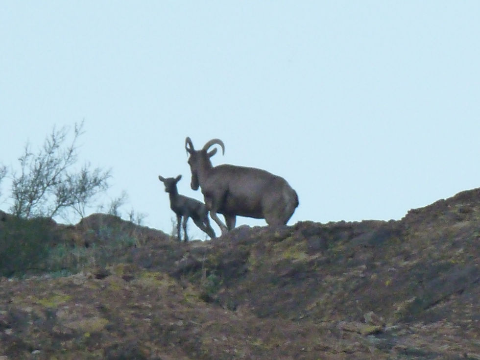 20110108_CanyonLake_Bighorn_Sheep_D.JPG
