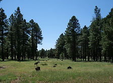 Coconino National Forest: Happy Jack - Arizona