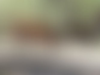 Wild horses in their element