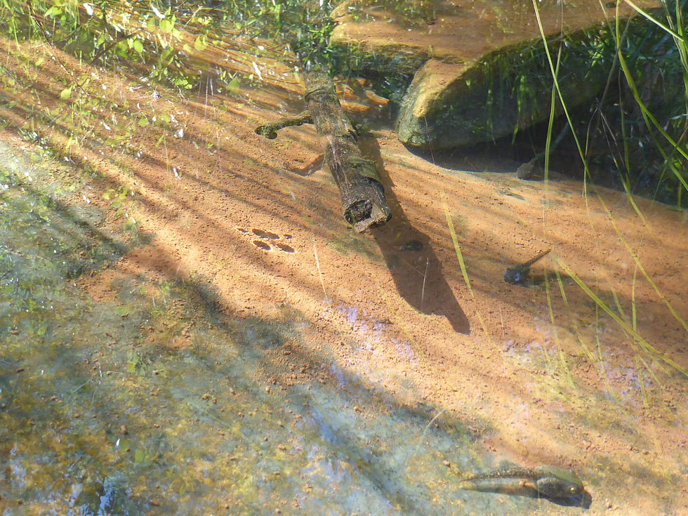 20170726_OakCreek_Water_Tadpoles_E.JPG