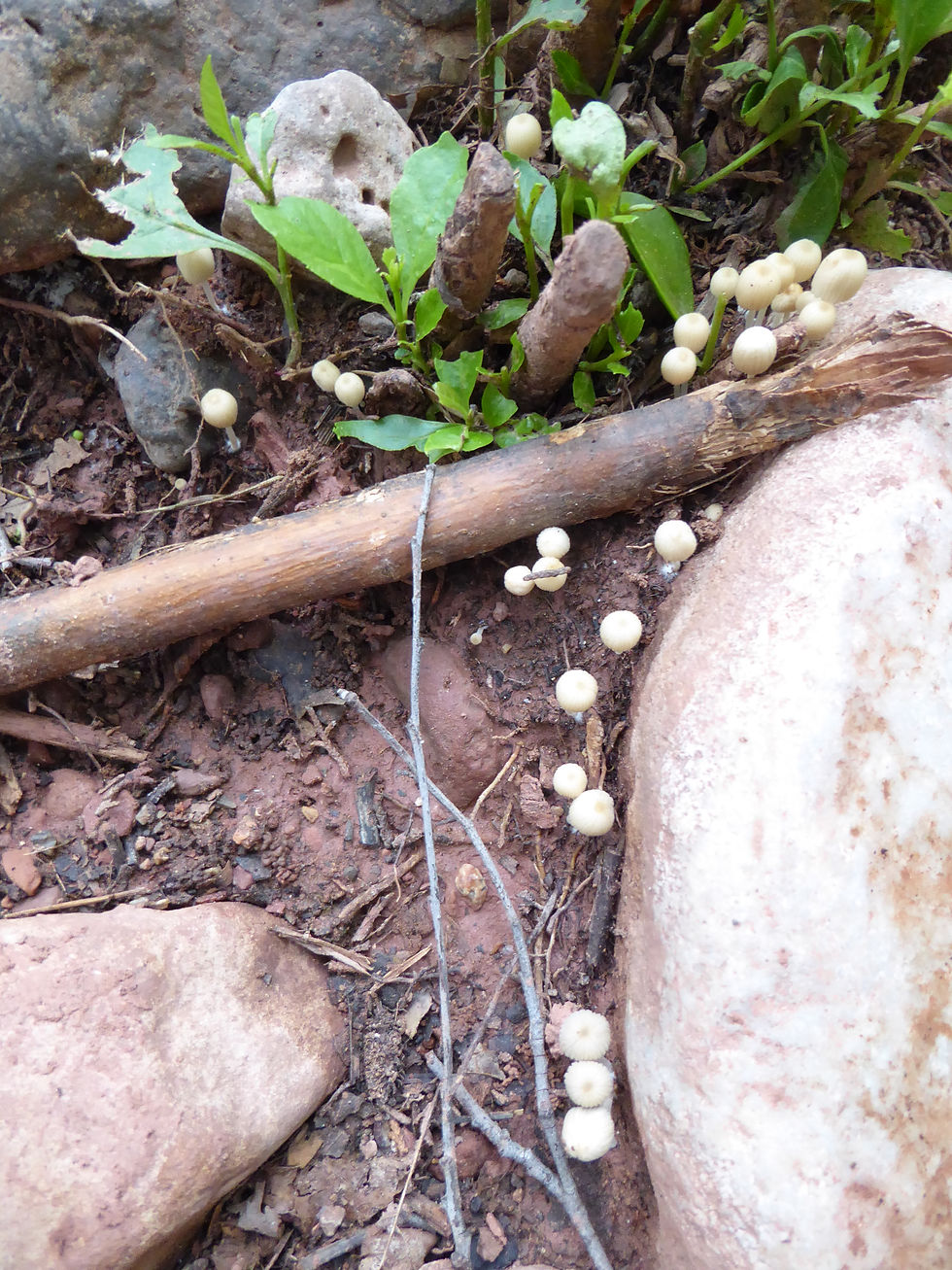 20170728_Sycamore_Canyon_Mushrooms_B.JPG
