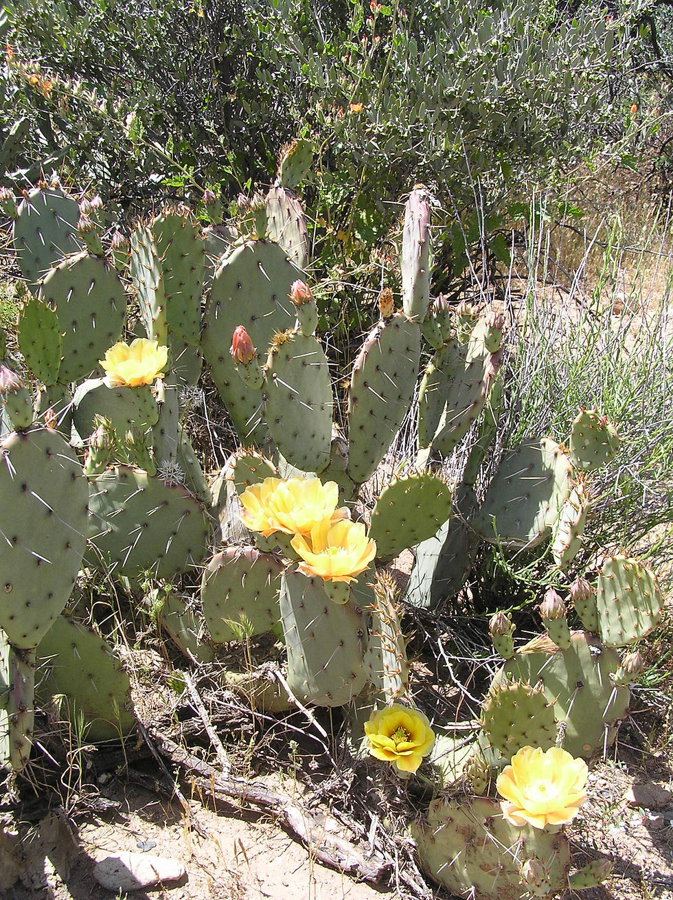 20101418_Sycamore_Creek_Desert_Cactus_A.JPG