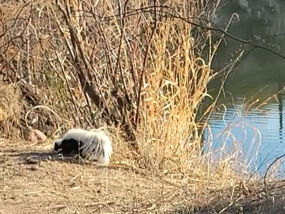 20250210_VerdeRiver_Skunk_.jpg
