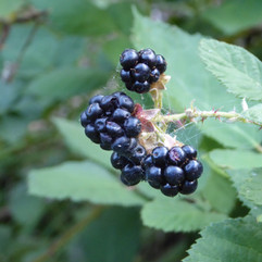 Wild Blackberry Bushes
