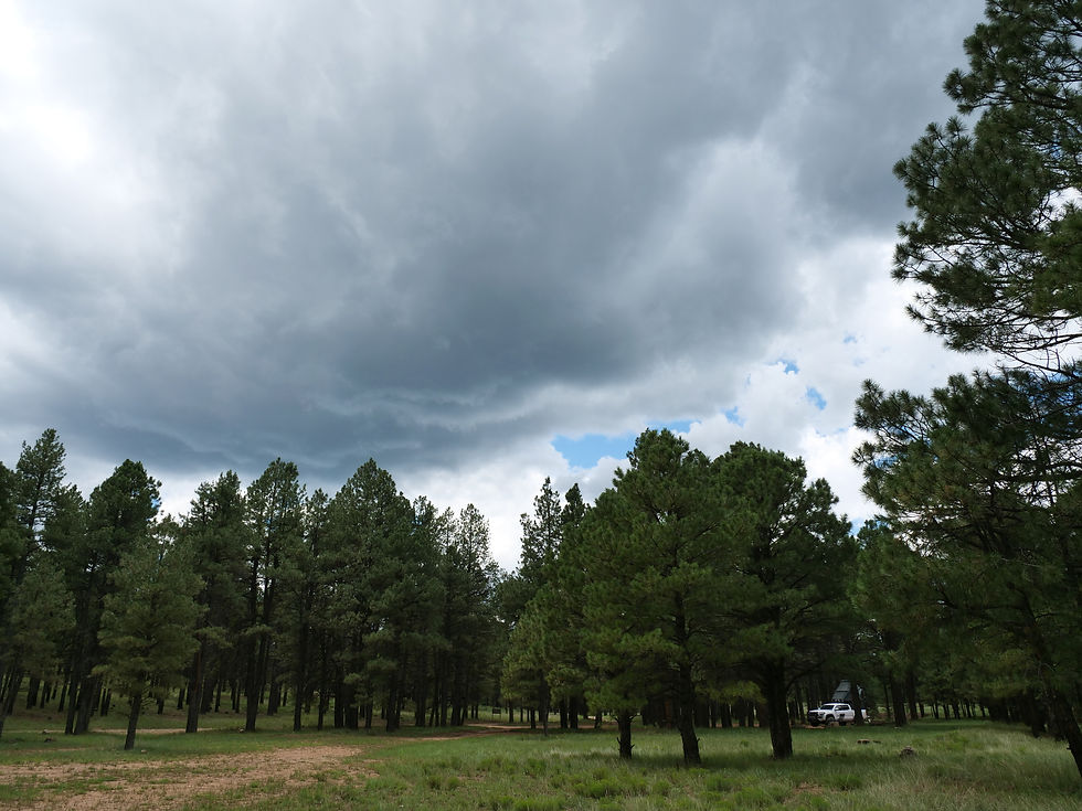 20220801_MogollonRim_Forest_F.JPG