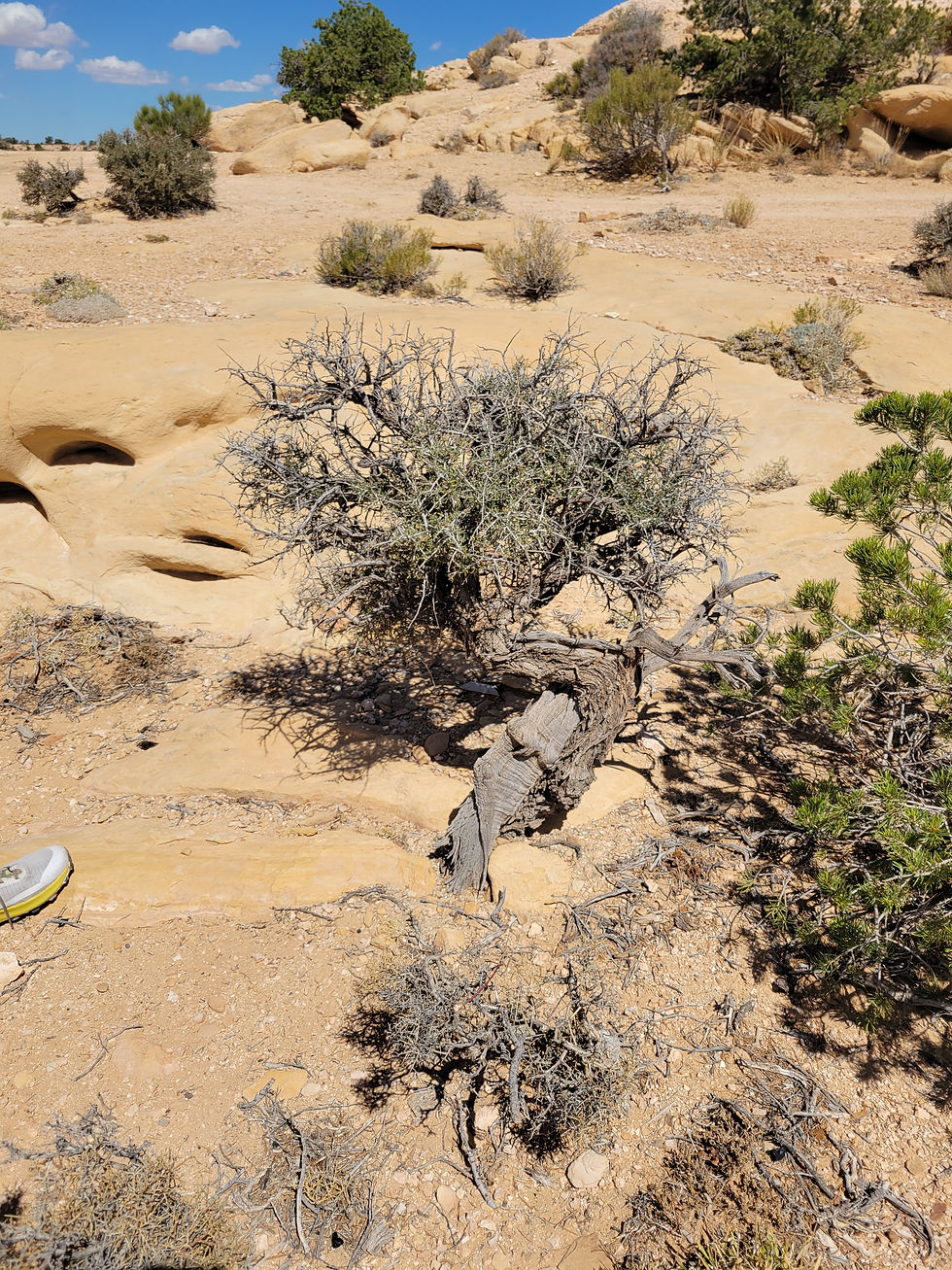 20250908_MuleyPoint_Scene.jpg
