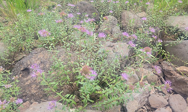 Coyote Mint Monardella odoratissima purple flowers fragrant herb Arizona mountain forest Jacks Canyon AZ Places