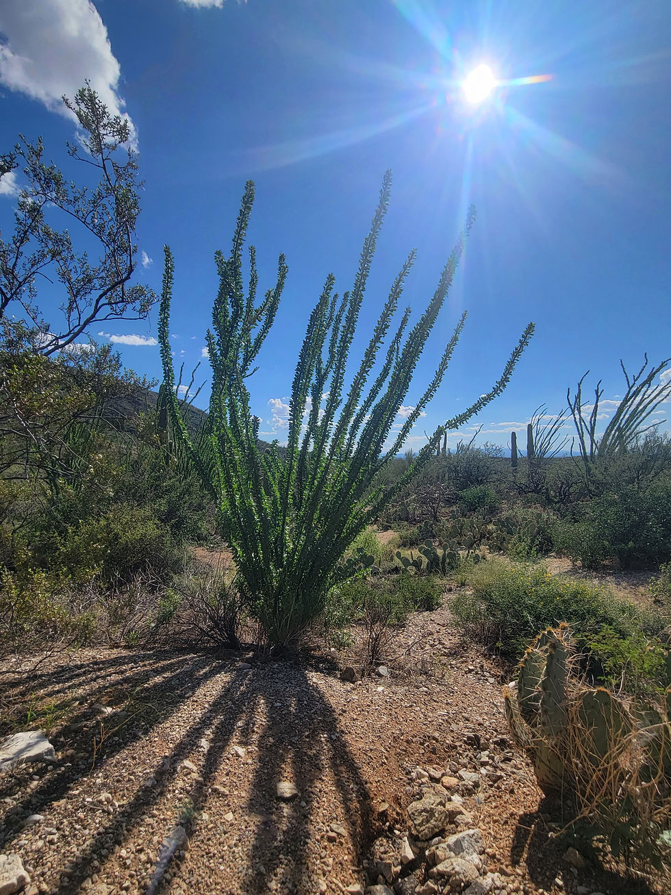20250928_SaguaroNationalPark_Cactus_Ocotillo_B.jpg