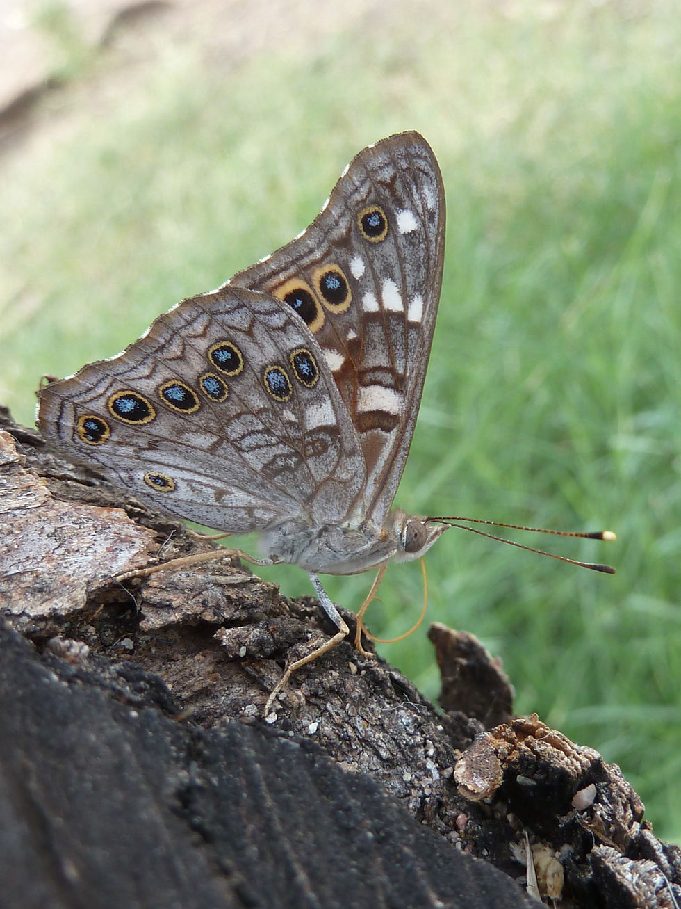 20121006_CanyonLake_Butterfly_A.JPG
