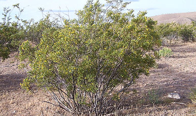 Creosote Bush Larrea tridentata Sonoran Desert Arizona