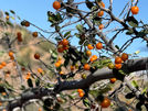 Desert Hackberry Celtis pallida orange berries spiny shrub Sonoran Desert Arizona foraging guide AZ Places