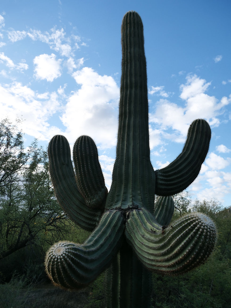 20241116_SheepBridge_Hike_Saguaro_D.JPG