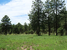 Forest Road 124 - Heber-Overgaard, Arizona