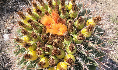 Barrel Cactus Ferocactus wislizeni fruit flowers Sonoran Desert Arizona