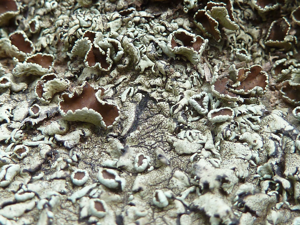 20110813_MogollonRim_FR608_Plant_Lichen_A.JPG