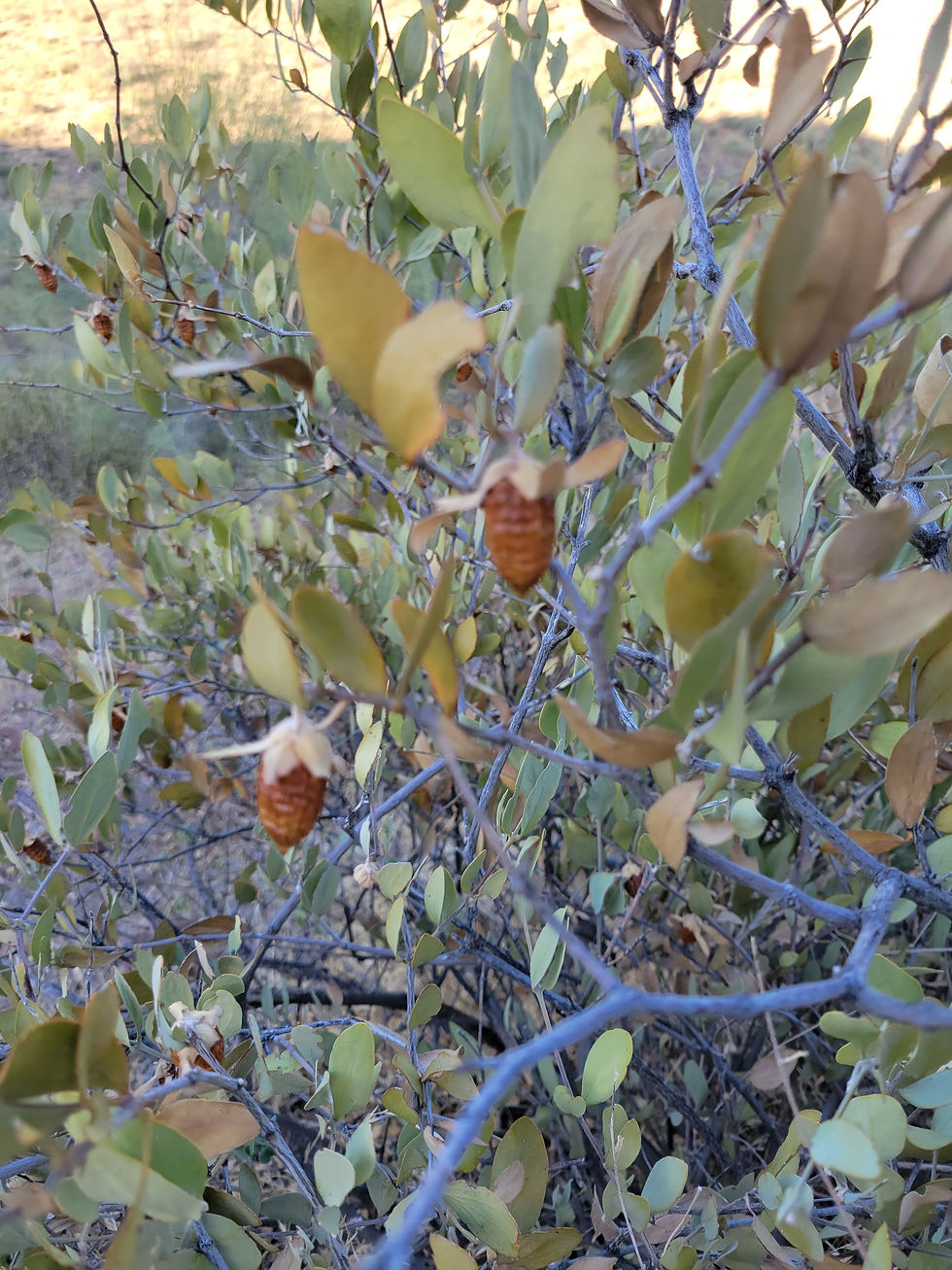 20231001_PeraltaRegionalPark_Plant_Jojoba_B.jpg